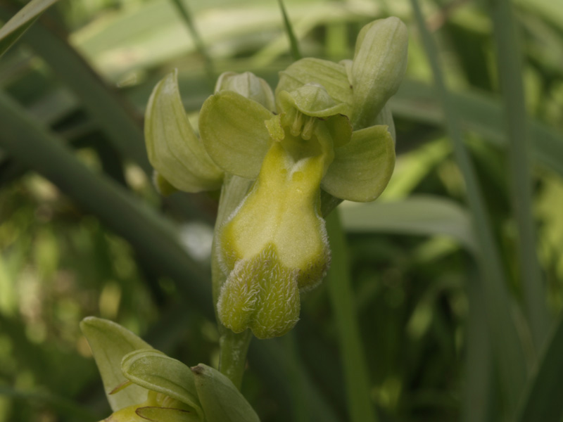 Ophrys fusca non fusca